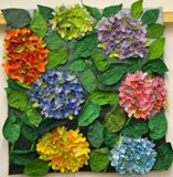 Hydrangeas